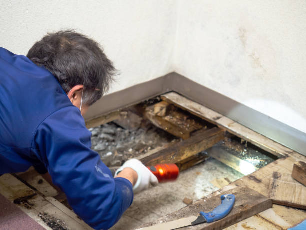 Best Mold Remediation Experts  in Lone Star, TX