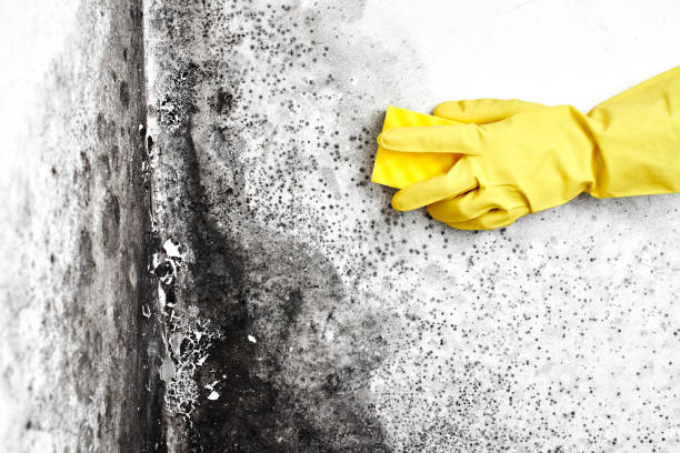 Best Mold Testing and Removal  in Lone Star, TX