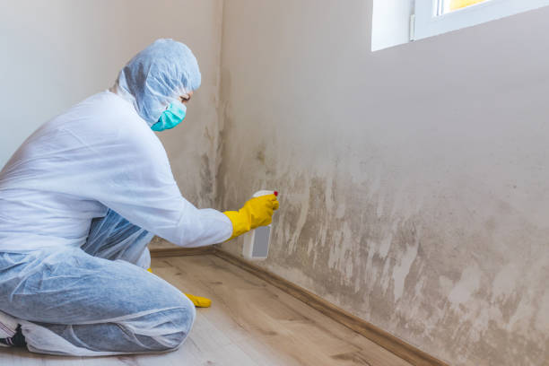 Mold Testing and Removal in Lone Star, TX