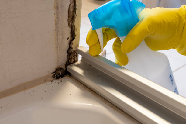 Best Mold Damage Repair  in Lone Star, TX
