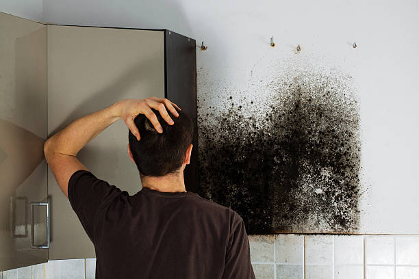 Best Local Mold Removal Service  in Lone Star, TX