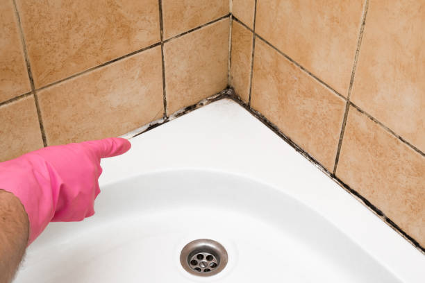 Best Crawl Space Mold Removal  in Lone Star, TX